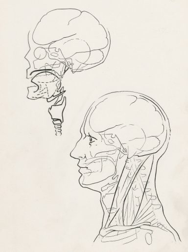 Anatomy line drawing head - Restorative Health, Lincoln